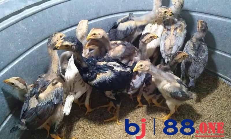 Hướng dẫn nuôi gà chọi con hiệu quả